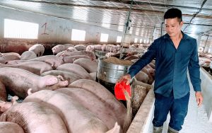 channuoi-1608143051681